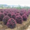 低價批發紅花桎木 自產自銷紅花檵木球 湖南本地紅花桎木基地