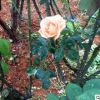 高桿月季 花卉植物 大盆栽月季 工程綠化月季