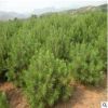 白皮松山東種植基地現貨直銷 現挖現賣規格齊全成活率高白皮松樹