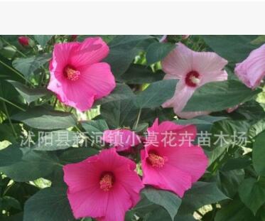 批發花卉種子大花秋葵種子 草芙蓉
