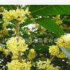 桂花種子 金桂種子 丹桂 月月桂日香桂沙藏直接播種保證出芽
