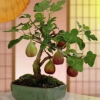 無花果樹苗 四季水果苗果樹苗南方北方室內盆栽地栽庭院陽臺種植
