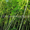 園林工程剛竹苗 綠化竹子苗 行道樹(shù) 產(chǎn)地直銷(xiāo)剛竹 價(jià)格優(yōu)惠