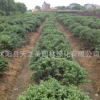 庭院綠化苗木批發(fā)龜甲冬青小苗四季常青植物 龜甲冬青樹(shù)苗