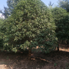 專業供應 造型桂花樹 桂花樹 喬木桂花樹 價格實惠