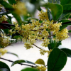 熱銷推薦 四季桂 四季桂花苗 桂花苗批發 快速發貨
