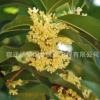 大量供應 嫁接桂花樹苗 八月桂 八月桂花樹 品種多樣