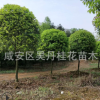 湖北金桂直銷精品桂花樹6－8－10－12公分桂花樹批發 八月桂價格