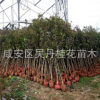 湖北咸寧直銷精品八月桂金桂2 3 4 5公分桂花樹批發 桂花樹價格