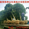 直徑5-10公分以上截桿桂花樹金桂 四季桂 帶土球發(fā)貨 包送貨上門