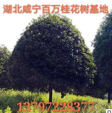 湖北咸寧直銷各種叢生獨(dú)桿直徑3-20公分桂花樹 金桂八月桂丹桂樹