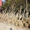 咸寧桂花樹八月桂金桂丹桂批發(fā)地徑2-10公分帶土球