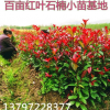 廠家直銷 紅葉石楠 紅花繼木 金葉女貞 金森女貞 量大從優(yōu)