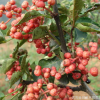 批發(fā)麻辣花椒苗 大紅袍花椒樹苗 當年結果 花椒樹 庭院種植果樹