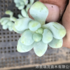 天使之淚 砍頭苗無根苗 多肉繁殖種苗 多肉植物苗批發 綠植肉肉