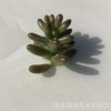 虹之玉砍頭苗無根苗3-4厘米 多肉種苗 多肉植物批發 基地現砍直售