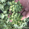 馬庫斯砍頭苗無根苗 5厘米左右 多肉植物批發 多肉種苗 基地直售
