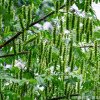 基地工程綠化楓楊樹苗 規(guī)格全 行道綠化楓楊苗 麻柳 蜈蚣柳