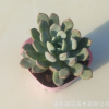 多肉植物批發 帶根低至5毛 辦公桌面綠植盆栽 支持混批 實物拍照