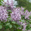 工程綠化丁香苗 丁香花小苗規(guī)格全紫丁香花小苗 基地工程綠化秒