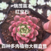 多肉植物批發 紅寶石葉展5-8厘米 易養 易群生 裸根發貨 大棚直批