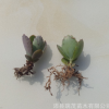 大葉寬葉不死鳥批發 大量穴苗出售落地生根落葉生根 多肉植物批