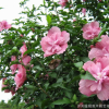 叢生木槿 獨桿木槿花苗 木槿小苗 規格全 基地工程綠化苗直銷