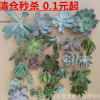 瑞茂苗木 多肉植物砍頭苗批發 普貨貴貨 全場1毛錢起 多肉植物批