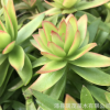 火祭砍頭苗 無根苗 5-7厘米 多肉種苗 多肉植物批發 基地現砍直售