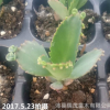 多肉植物 大葉不死鳥 落地生根落葉生根 易繁殖 易養活