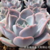 多肉植物批發 露西娜 10-12cm 高品質大顆肉肉植物 基地大棚批