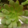 韶羞砍頭苗 國產紫羊絨種苗 葉展10厘米以上 多肉植物批發基地