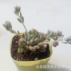 多肉植物批發 自持白蓮多肉 粉蔓多肉 子持白蓮多肉植物盆栽