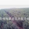 青州花卉園藝場火爆熱銷苗木 冬青球2萬
