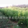 山東青州花卉園藝場大量批發苗木龍柏球 品種優良 株型好 冠幅大