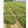 青州花卉基地種植月季 地被月季20萬 花色艷 棵型好 分枝多