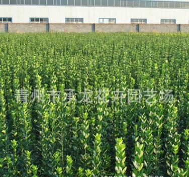 上凍花卉基地大量供應 北海道 品種優良 數量大