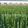 上凍花卉基地大量供應 北海道 品種優良 數量大