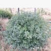 青州苗木場低價熱賣苗木 直徑40-100公分扶芳藤球 數量大 品質高