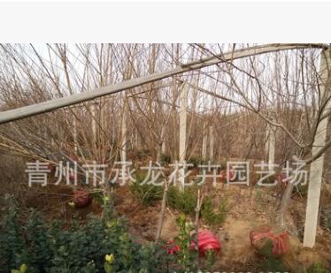 青州花卉園藝場最新上市苗木 紅葉碧桃 樹形好 數量大