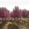 青州花卉園藝場(chǎng)低價(jià)熱賣苗木 北美海棠 樹(shù)形好 數(shù)量大