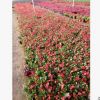 青州苗圃特價推薦草花 四季海棠20萬 價格低 數量大
