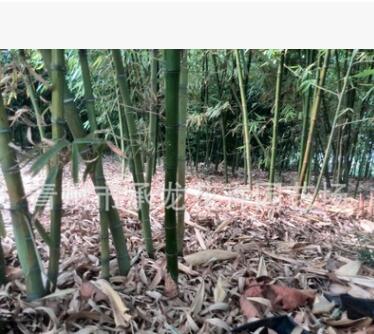 價熱賣竹子 銀環竹 青竹 毛竹 竹節長 數量大