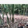 價熱賣竹子 銀環竹 青竹 毛竹 竹節長 數量大