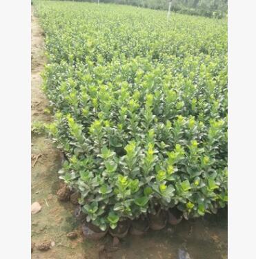 園藝場最新銷售苗木 衛茅 品種優良 植株高 分枝多