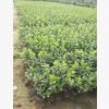 園藝場最新銷售苗木 衛茅 品種優良 植株高 分枝多