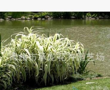 青州花卉基地低價熱賣花卉 花葉蘆竹