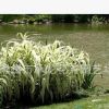 青州花卉基地低價熱賣花卉 花葉蘆竹