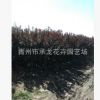 苗木場最新上市苗木 紫葉李 株型優美3 - 8公分 規格齊全