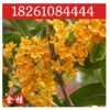 基地批發桂花苗 嫁接桂花樹苗 桂花盆栽 地栽苗